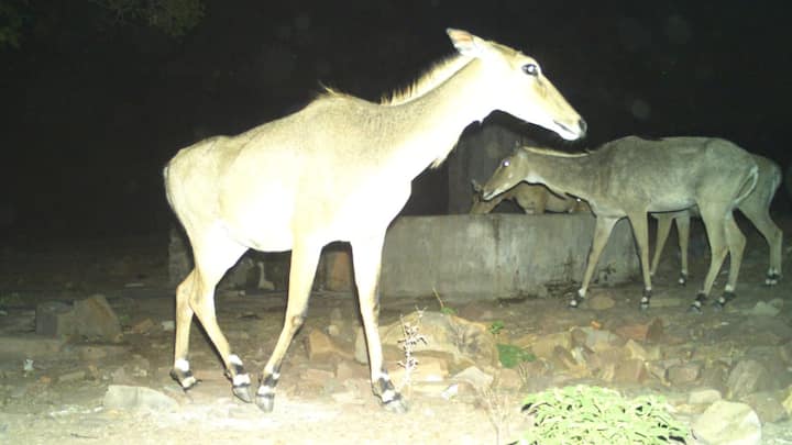 गुरुवार (23 मई) की सुबह से शुक्रवार तक, लगभग 24 घंटे तक वन विभाग की तरफ से वन्यजीवों की गणना की गई. इससे पहले सभी को प्रशिक्षण भी दिया गया था.