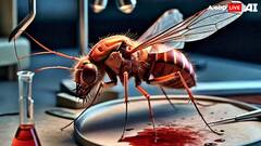 ये देश लैब में बनाए गए लाखों मच्छरों को बाहर क्यों छोड़ रहा है?