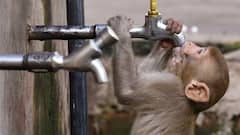 In PICS: How Animals Are Coping With Rising Mercury And Severe Heatwave This Summer