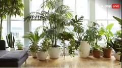 ਘਰ 'ਚ ਲਾਏ ਨੇ ਬੂਟੇ ? ਗਰਮੀ ਤੋਂ ਇਸ ਤਰ੍ਹਾਂ ਬਚਾਓ, ਨਹੀਂ ਤਾਂ ਜਲਦੀ ਹੋ ਜਾਣਗੇ ਖ਼ਰਾਬ