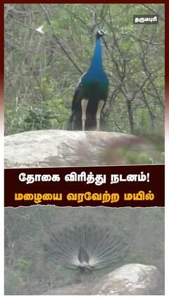 தோகை விரித்து நடனம் மழையை வரவேற்ற மயில்