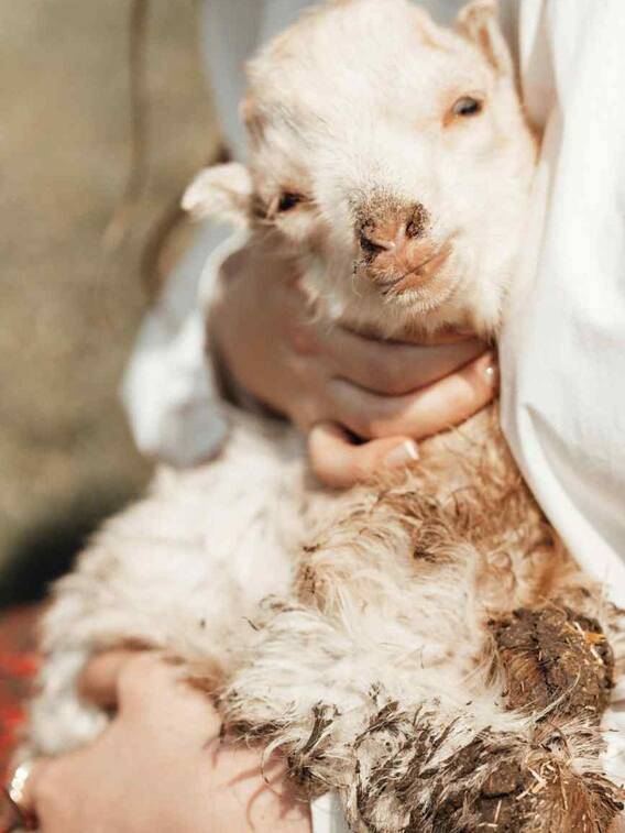 क्यों दी जाती है क़ुर्बानी, क्या है इस्लाम का वो किस्सा?