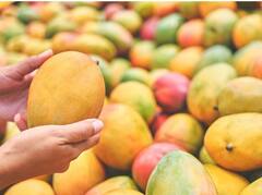 Mango Eating Tips: ਅੰਬ ਖਾਣ ਤੋਂ ਪਹਿਲਾਂ ਜ਼ਰੂਰ ਕਰੋ ਇਹ ਕੰਮ, ਨਹੀਂ ਤਾਂ ਸਿਹਤ ਨੂੰ ਹੋ ਸਕਦੈ ਵੱਡਾ ਨੁਕਸਾਨ