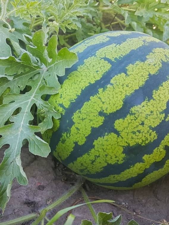 तरबूज लगाने का सही समय कौनसा है?