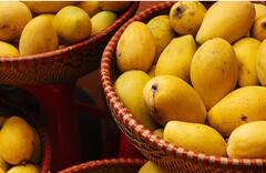 Mango Eating Tips: ਅੰਬ ਖਾਣ ਤੋਂ ਪਹਿਲਾਂ ਜ਼ਰੂਰ ਕਰੋ ਇਹ ਕੰਮ, ਨਹੀਂ ਤਾਂ ਸਿਹਤ ਨੂੰ ਹੋ ਸਕਦੈ ਵੱਡਾ ਨੁਕਸਾਨ