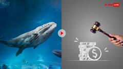 व्हेल मछली के साथ शख्स ने किया ऐसा मजाक... सरकार ने लगा दिया 30 हजार का जुर्माना