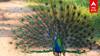 Peacock Dance | தோகை விரித்து நடனம் மழையை வரவேற்ற மயில் ரம்மியமான காட்சி