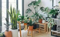 ਘਰ 'ਚ ਲਾਏ ਨੇ ਬੂਟੇ ? ਗਰਮੀ ਤੋਂ ਇਸ ਤਰ੍ਹਾਂ ਬਚਾਓ, ਨਹੀਂ ਤਾਂ ਜਲਦੀ ਹੋ ਜਾਣਗੇ ਖ਼ਰਾਬ