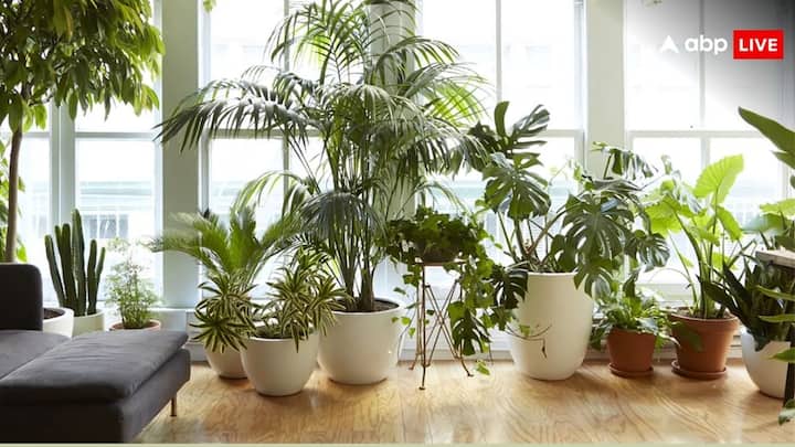 Plant Care Tips: कई लोग अपने घरों की बालकनियों में बहुत से पौधे लगाते हैं लेकिन इस मौसम में और उन पौधों का भी खराब होने का डर बना रहता है. ऐसे में आप इन तरीकों से बालकनी में रखे पौधों को बचा सकते हैं.