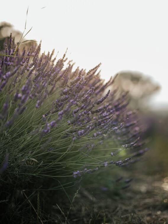 घर में इस पेड़ के लगने से मच्छर भागते हैं दूर