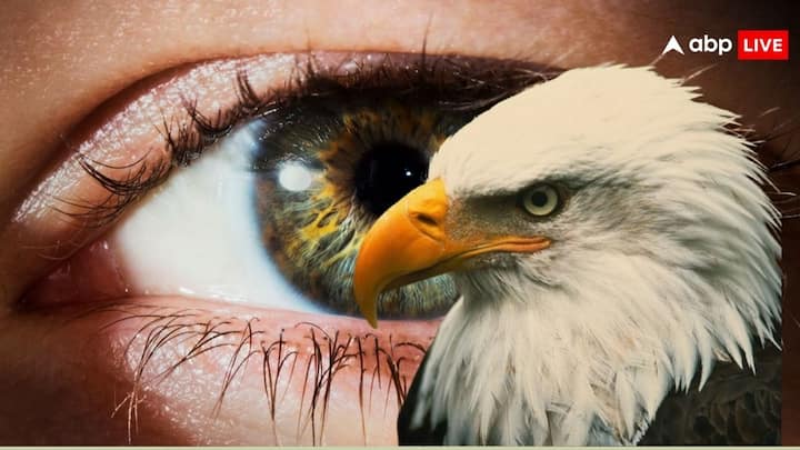 Who Can See Farther Eagle Or Human: अक्सर लोगों के मन में एक ख्याल आता है. इंसान ज्यादा दूर तक देख सकता है. या फिर एक चील ज्यादा दूर तक देख सकती है. चलिए जानते है इस बात का सही जवाब.