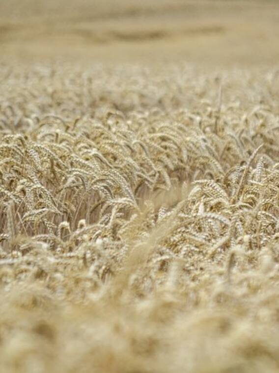 इस बार क्या भाव बिक रहा है नया गेहूं?