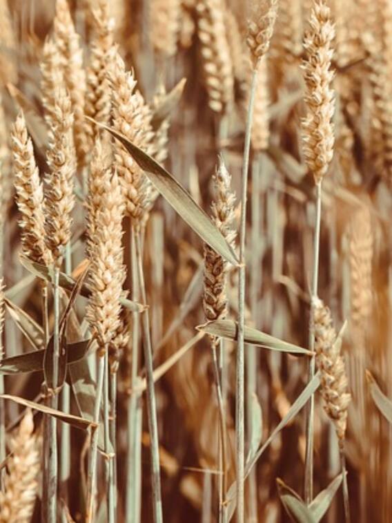 कैसे करें शरबती गेहूं की पहचान?