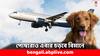 Dogs in Flight: সাধারণ আসনেই বিমানে জায়গা পাবে কুকুররা ! পাবে দারুণ খাবারও- নজিরবিহীন উদ্যোগ এই সংস্থার