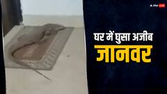 लखनऊ में घर घुसा अजीब जानवर, लोग समझने लगे मगरमच्छ और फिर हुआ कुछ ऐसा