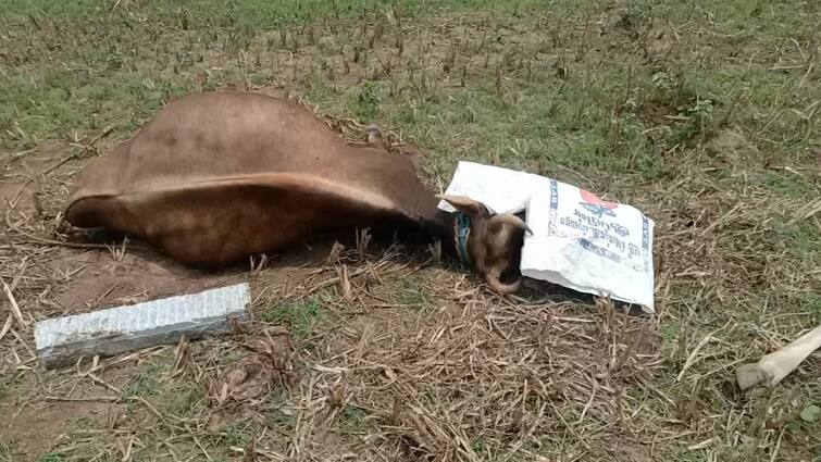 Tirupathur news 5 cows died due to poison cow feed near Jolarpet - TNN “வாயில்லா ஜீவனை கொல்ல எப்படி மனசு வரும்”... தீவனத்தில் விஷம்; இறந்த மாடுகளை பார்த்து கதறி அழுத உரிமையாளர்