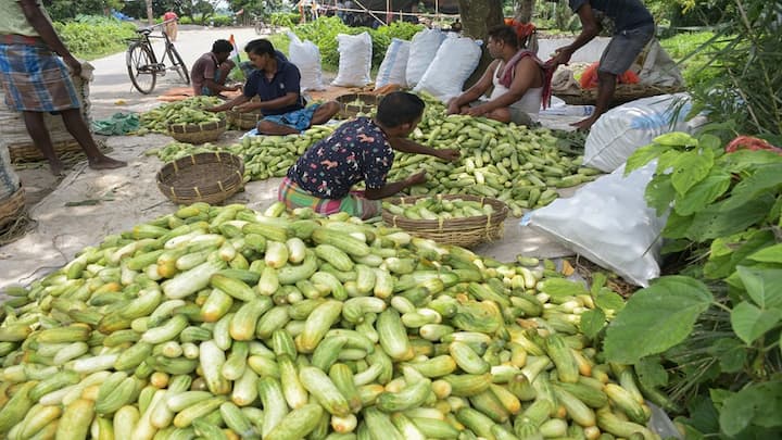 Cucumber Buying Tips: જો કાકડી કડવી નીકળે તો મોઢાનો આખો સ્વાદ બગડી જાય છે. તેથી, અમે તમને કેટલીક એવી રીતો જણાવીશું જેના દ્વારા તમે દુકાનમાંથી ખરીદતા જ સમજી શકશો કે કાકડી કડવી છે કે નહીં.