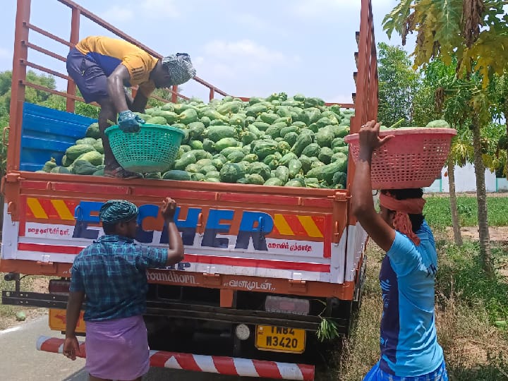 பப்பாளி சாகுபடி : விவசாயிகள் வைக்கும் கோரிக்கைகள் என்ன?