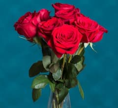 Romantic Tips: फूलों से भी कर सकते हैं अपनी मुहब्बत का इजहार, जानें कौन-सा फूल क्या कहता है?