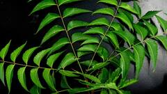 Neem Leaves Benefits: নিমপাতা তেঁতো হোক, গুণে মিষ্টি; কীভাবে কখন খেলে উপকার ?