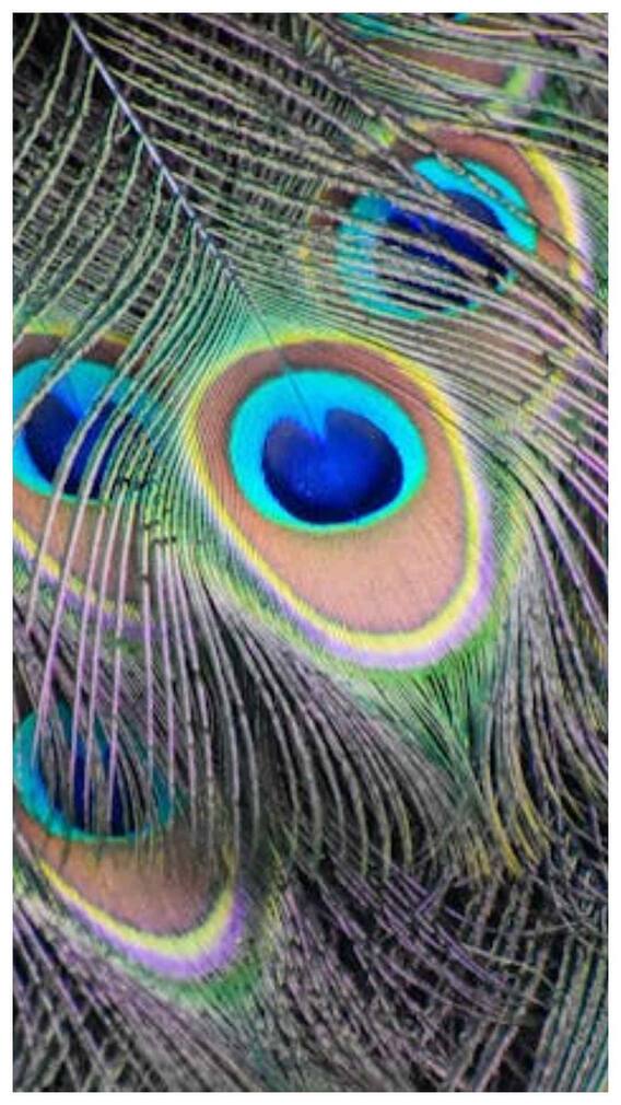 પૂજા રુમમાં મોરપંખ રાખવાથી  થાય છે આ લાભ ?