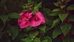 Hibiscus for Hair Growth : జుట్టు రాలిపోతుందా? అయితే మందారను హెయిర్​కి ఇలా అప్లై చేయండి