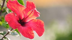 Hibiscus for Hair Growth : జుట్టు రాలిపోతుందా? అయితే మందారను హెయిర్​కి ఇలా అప్లై చేయండి