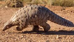 General Knowledge: શું સાચે જ આ જીવો બીજા ગ્રહ પરથી ધરતી પર આવ્યા છે ? જોઇને રહી જશો દંગ