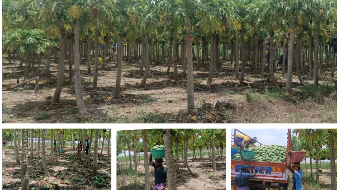 பப்பாளி சாகுபடி : விவசாயிகள் வைக்கும் கோரிக்கைகள் என்ன?