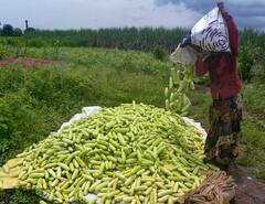 Cucumber Buying Tips:  કાકડી કડવી નીકળશે કે નહીં આ રીતે કરો ચેક, જમતી વખતે નહીં બગડે મોંઢાનો સ્વાદ