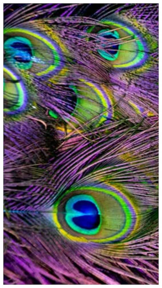 જો ઘરમાં મોરપંખ રાખવામાં આવે તો શું થાય ?