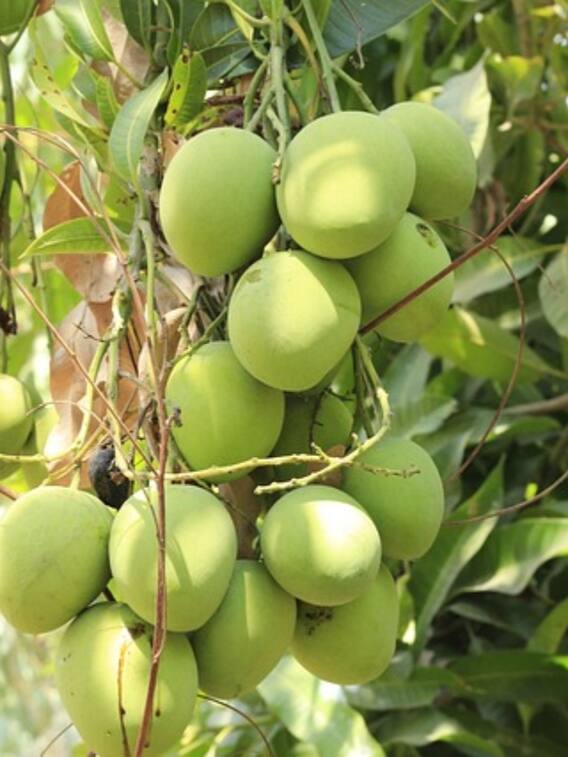 आम का पौधा लगाने के बाद कितने दिन तक पानी देना चाहिए?