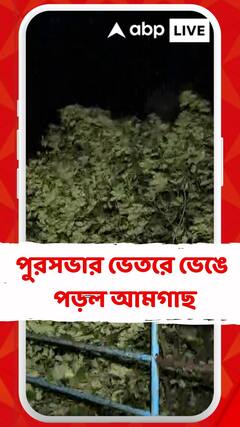 কলকাতা পুরসভার ভেতরে ভেঙে পড়ল আমগাছ