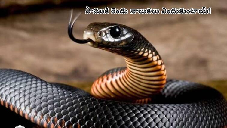 Why Do Snakes Have Forked Tongues do you know the origin of Snakes Spiritualty: పాములకు రెండు నాలుకలు ఎందుకుంటాయి - సర్పజాతి పుట్టుకకు మూలం ఎవరు!
