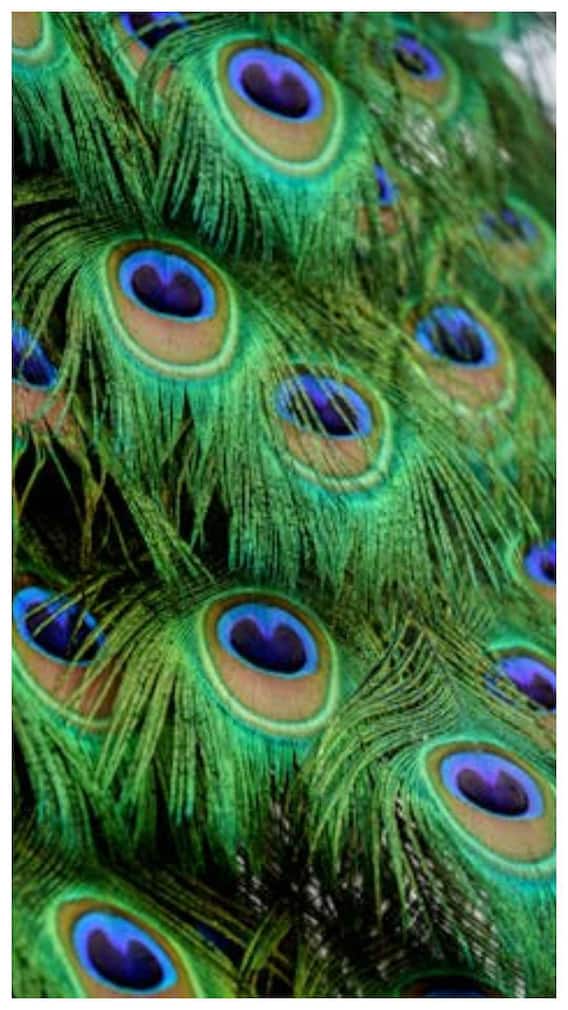 ઘરમાં મોર પંખ કઈ દિશામાં રાખવા જોઈએ