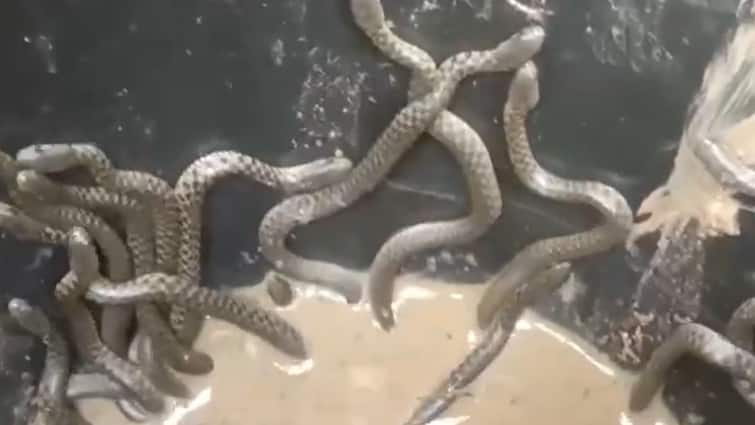 Hatchlings Assam Kaliabor 30 Snakes Found Bathroom Home Serpent Man Deka Burmese Python Over 30 Snakes Crawl Out Of Bathroom In Assam Home — On Camera