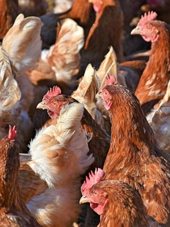 मुर्गी पालन से कैसे कमाएं पैसे, ये रहा बिजनेस प्लान