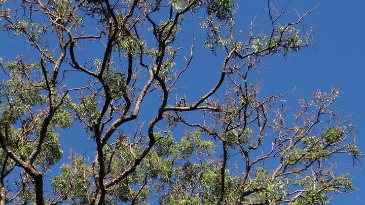 এর মধ্যে অ্যান্টিঅক্সিডেন্টের পরিমাণও অনেক। তাই ক্যানসার কোশ তৈরি হতে দেয় না শরীরে।(ছবি ঋণ - পিক্স্যাবে)