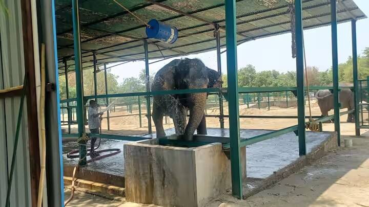 हाथी खुद को गर्मी से बचाने के लिए पानी में बैठे हैं. इसके अलावा गर्मी के असर को कम करने के लिए हाथियों पर फव्वारों से पानी छिड़का जा रहा है.