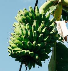Cooking Tips : உருளைக்கிழங்கு வேகவைக்கும் போது வெடிக்காமல் இருக்க இதை செய்யுங்க!