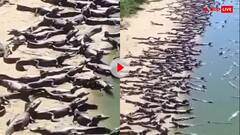 बीच पर धूप सेकते हजारों मगरमच्छों का वीडियो वायरल, क्या यहां छुट्टियां मनाना चाहेंगे आप?