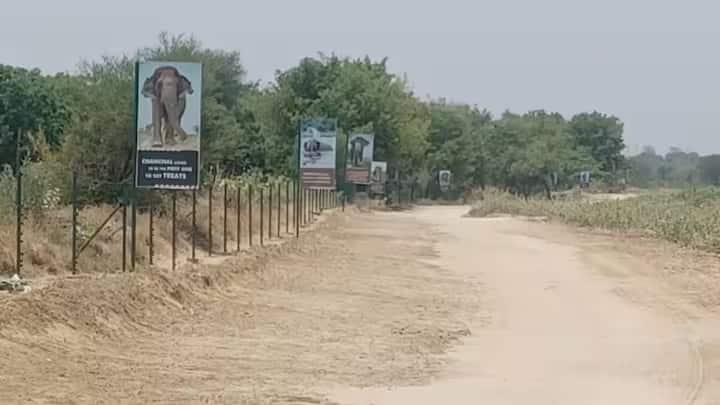 मथुरा वाइल्डलाइफ एसओएस द्वारा संचालित चुरमुरा में स्थित एक हाथी संरक्षण केंद्र है, जहां हाथियों के लिए विशेष व्यवस्था की जा रही है।