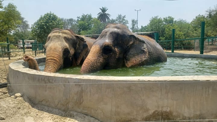 Mathura Elephant Conservation Center: मथुरा के हाथी संरक्षण केंद्र में भीषण गर्मी से हाथियों को बचाने के लिए पूल बनाए गए हैं. हाथियों पर बढ़ते तापमान का असर कम हो इसके लिए ऐसा किया गया है.