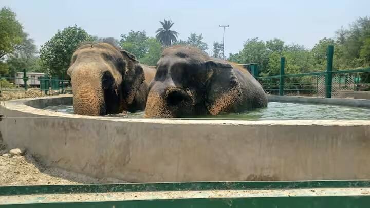 सुबह से ही सूरज की तेज किरणें अपनी तपिश का अहसास करा देती हैं। धूप की तीव्रता इतनी है कि लोग घर से बाहर निकलने से परहेज कर रहे हैं. इस भीषण गर्मी का असर इंसानों, जानवरों, पक्षियों और पेड़-पौधों पर पड़ रहा है. हर कोई गर्मी से बचने की कोशिश कर रहा है. विशालकाय हाथी को भीषण गर्मी से बचाने की कोशिशें जारी हैं