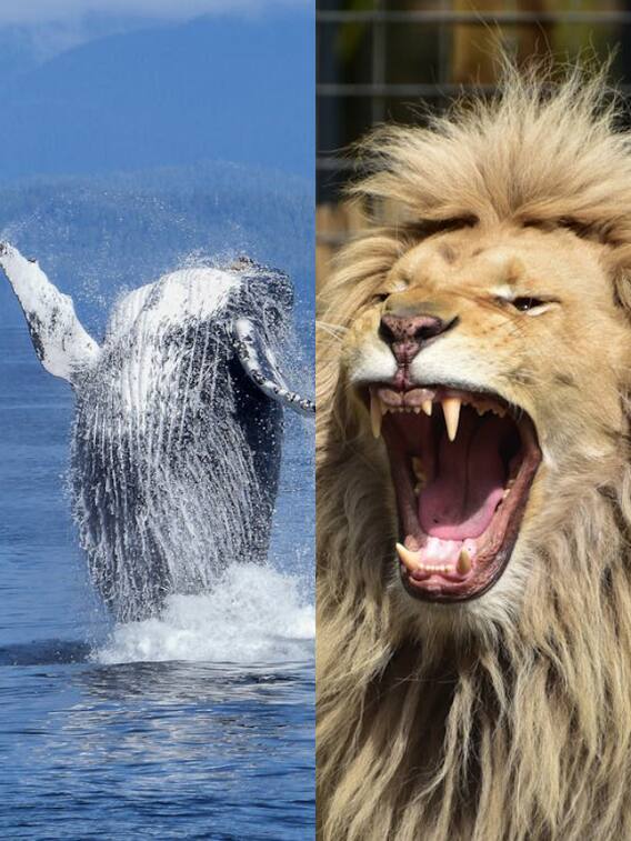 किस जानवर की आवाज सबसे तेज होती है?