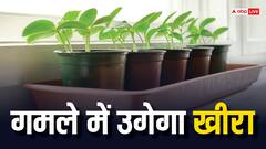 गमले में ऐसे उगा सकते हैं खीरा, देखकर पड़ोसी भी कहेंगे- तुस्सी ग्रेट हो