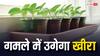 Home Tips: गमले में ऐसे उगा सकते हैं खीरा, देखकर पड़ोसी भी कहेंगे- तुस्सी ग्रेट हो