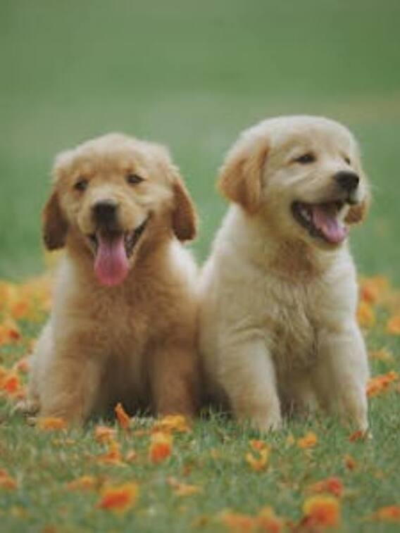 कौन-कौन से जानवर अपनी ही पॉटी खा लेते हैं?