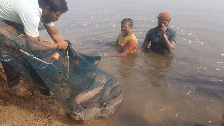 African catfish trapped in lake famous salem lake know full details African Catfish: சேலத்தின் பிரபல ஏரியில் ஆப்பிரிக்கன் கெளுத்தி! பொதுமக்கள் அதிர்ச்சி!