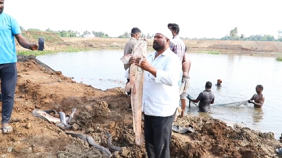 African Catfish: சேலத்தின் பிரபல ஏரியில் ஆப்பிரிக்கன் கெளுத்தி! பொதுமக்கள் அதிர்ச்சி!